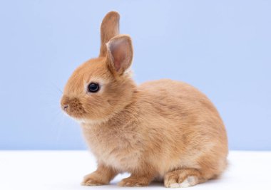 Mavi arka planda kırmızı tavşan portresi