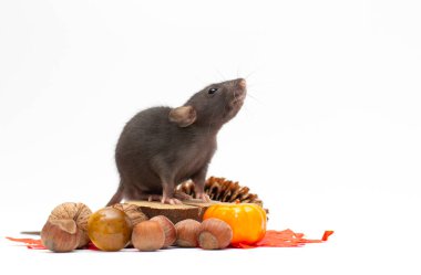 Dekoratif Dumbo faresi oturur ve beyaz arka planda yer. Hayvan temaları
