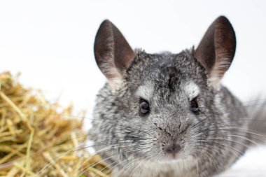 Chinchilla, yeme chinchilla, chinchilla beyaz zemin üzerine chinchilla yiyecek ışık