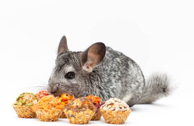Chinchilla, yeme chinchilla, chinchilla beyaz zemin üzerine chinchilla yiyecek ışık