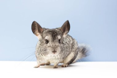 Chinchilla on a white and blue background clipart