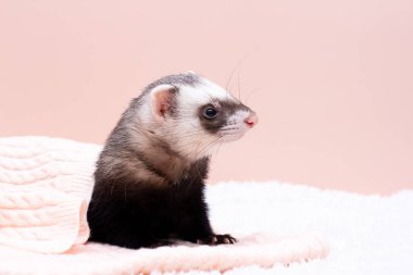 Sıcak dağ gelinciği uyuyor.