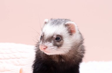 Sıcak dağ gelinciği uyuyor.