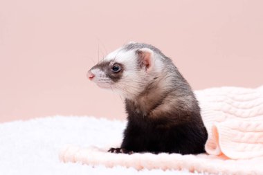 Sıcak dağ gelinciği uyuyor.