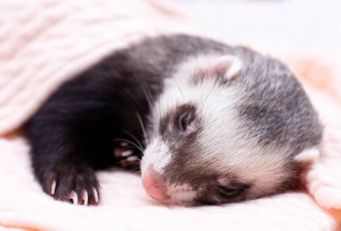 Sıcak dağ gelinciği uyuyor.