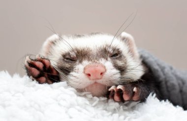 Şirin gelincik uyuyor.