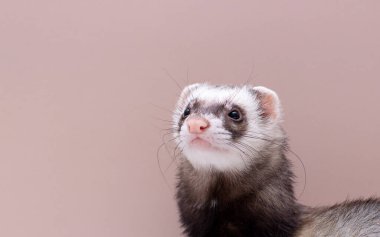 Sevimli gelincik portresi afişi kopyalama alanı