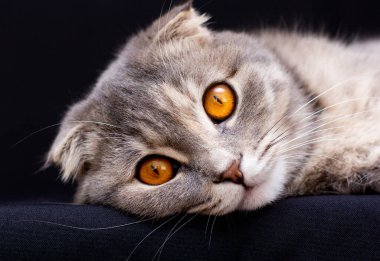 İskoç Katlayan kedi kulaklığın içinde yatıyor ve siyah arka planda komik görünüyor..