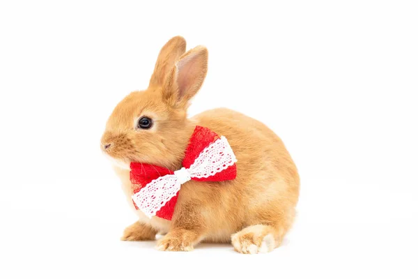 白色背景上有红色蝴蝶结的棕色兔子宝宝 — 图库照片