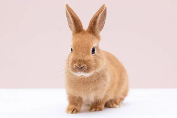 背景上的红兔肖像 — 图库照片