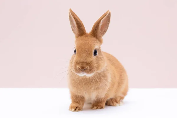 背景上的红兔肖像 — 图库照片