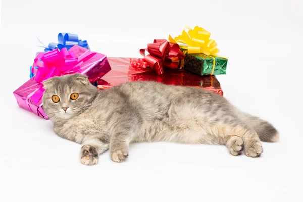 Cat Laying Colorful Presents Party Hat Isolated White Background — Zdjęcie stockowe