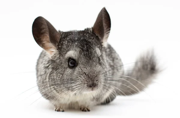 Chinchilla Sobre Fondo Blanco — Foto de Stock