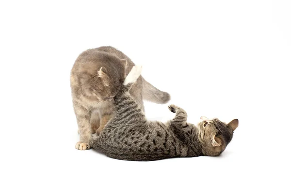 Fighting Bengal Cats Front White Background — Stock Photo, Image