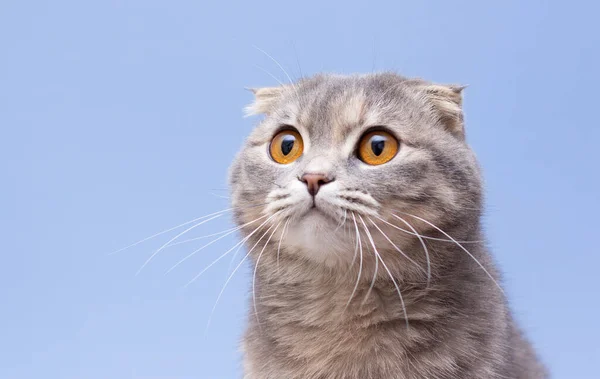 Skotský Složit Kočka Portrét Modrém Pozadí Izolované — Stock fotografie