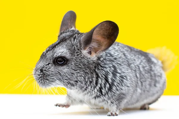 Chinchilla Bílém Žlutém Pozadí — Stock fotografie