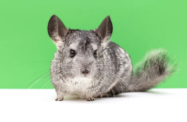 Chinchilla Bílém Zeleném Pozadí — Stock fotografie