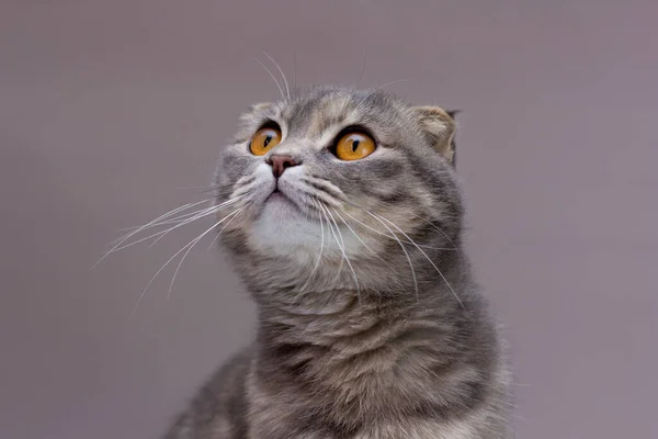 Mooie Grijze Schotse Vouw Kat Met Gouden Ogen Grijze Achtergrond — Stockfoto