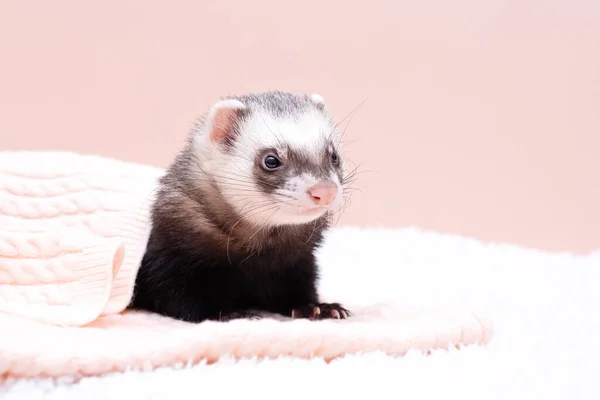 Cozy Ferret Sleeping — Stock Photo, Image