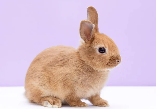 Red Bunny Rabbit Portrait Background — Zdjęcie stockowe