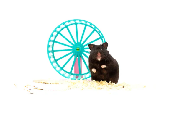 Close Shot Black Hamster Wheel Isolated White — Stockfoto