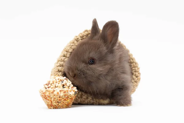 Pienso Para Mascotas Conejo Seco Alimentos Aislados Sobre Fondo Blanco —  Fotos de Stock