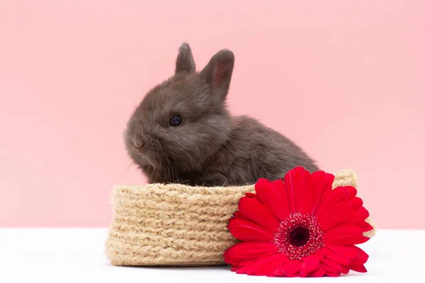 Pequeño Conejo Con Flor Aislada Sobre Fondo Blanco Rosa —  Fotos de Stock