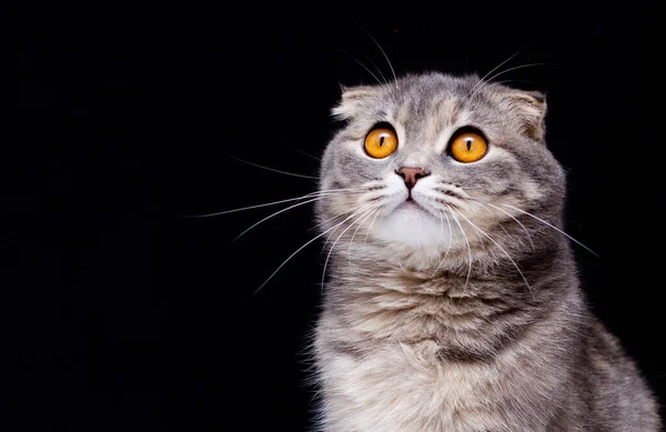 Scottish Fold Cat Lies Headphones Looks Funny Black Background — Zdjęcie stockowe