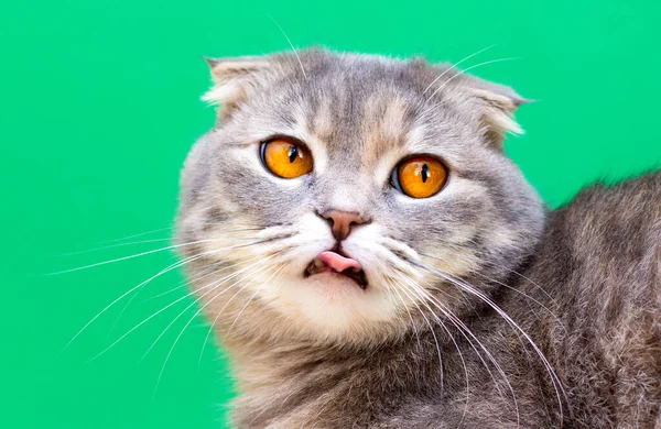 Scottish Fold Kot Wygląda Zabawnie Zielonym Tle — Zdjęcie stockowe