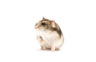 Beyaz arka planda kaldırılmış pedi olan hamster..