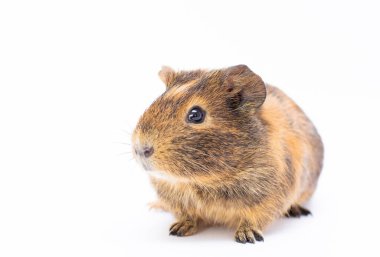 Komik görünüşlü kobay beyaz üzerinde izole edilmiş.