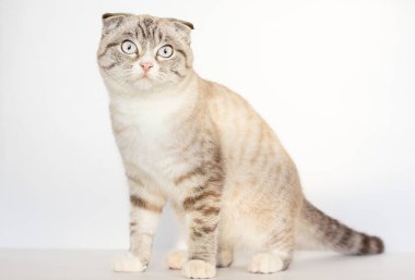 Muhteşem beyaz zemin üzerine Lop-Eared yavru kedi.