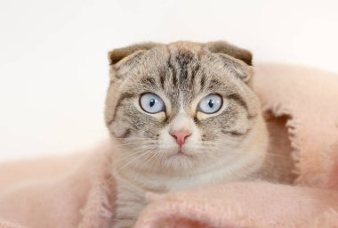 Muhteşem beyaz zemin üzerine Lop-Eared yavru kedi.