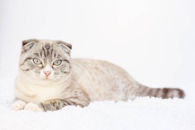 Muhteşem beyaz zemin üzerine Lop-Eared yavru kedi.