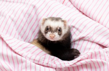 Dağ gelinciği yatakta uyuyor.