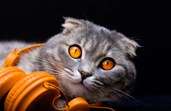 Scottish Fold Kot Leży Słuchawkach Wygląda Zabawnie Czarnym Tle Kot — Zdjęcie stockowe