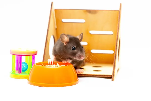Funny Black Rat Ladder Wheel Bowl White Background — стоковое фото