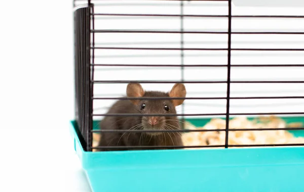 Cute Black Pet Rat Cage — Stock Photo, Image