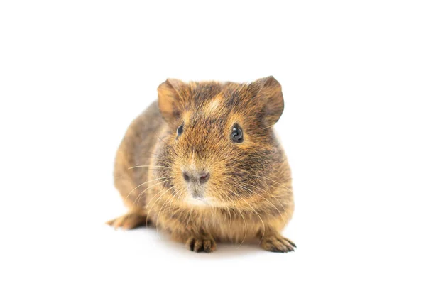 Funny Looking Guinea Pig Isolated White — Zdjęcie stockowe