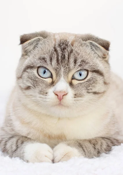 壮大な白い背景のスコティッシュフォールドの子猫 — ストック写真