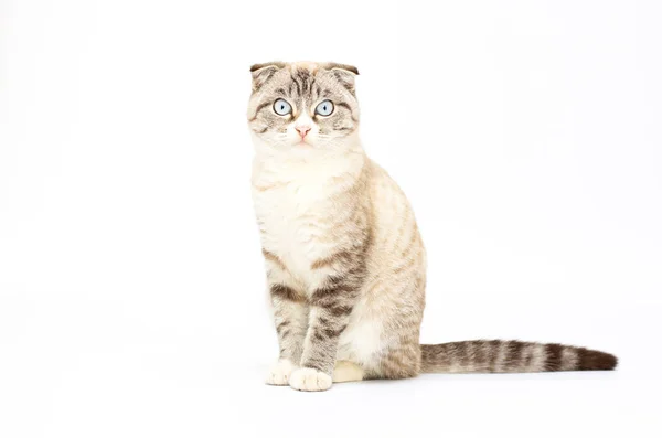 华丽的白色背景上的折叠小猫 — 图库照片