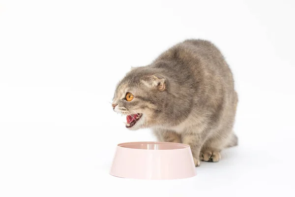 Gato Irritado Comer Forragem Tigela Plástico Fundo Branco — Fotografia de Stock