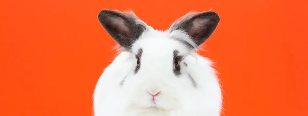 Conejito Con Comida Aislada Sobre Fondo Naranja Gran Conejo Blanco —  Fotos de Stock