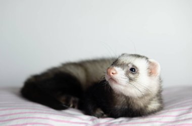 Dağ gelinciği yatakta uyuyor.
