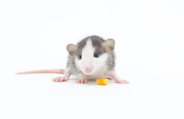 Rat Décoratif Dumbo Sur Fond Blanc Isolé Mange Une Noix — Photo