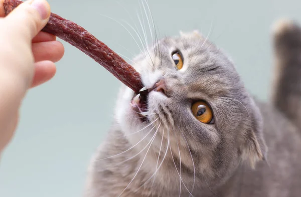 Fluffy scottish fold cat eats a treat from a human hand. A greedy kitten is chewing a cat sausage.