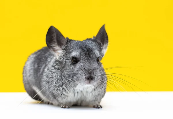 Obrázek mladé Chinchilla přes bílé a žluté pozadí — Stock fotografie