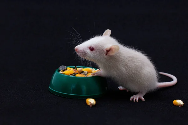 Decorative Dumbo rat sits and eats on black background, front view. Animal themes — Stock Photo, Image