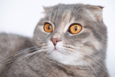 Dokuz buçuk aylık İskoç kedisi, beyaz arka planda oturuyor.