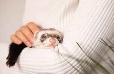 Gelincik evde beslenen hayvan izole beyaz bir arka plan üzerinde.